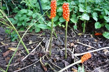Pr&auml;chtige korallenrote Beeren zieren den Fruchstand, w&auml;hren die Bl&auml;tter vergangen sind; im Hintergrund Elfenblumen