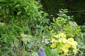 Auff&auml;lliges Heuchera im Sommer; links ein belaubter Seidelbast, der in den vorangegangenen Bildern ohne Bl&auml;tter in der linken Mitte zu sehen ist. 