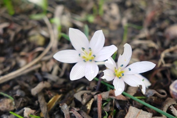 Pr&auml;gnant,  die schwarz-purpurnen Staubbeutel im wei&szlig;en sechsz&auml;hligen Stern der aufgebl&uuml;hten Ungarischen Zeitlose. Den Schnecken schmeckt das Zeitlosengift. 