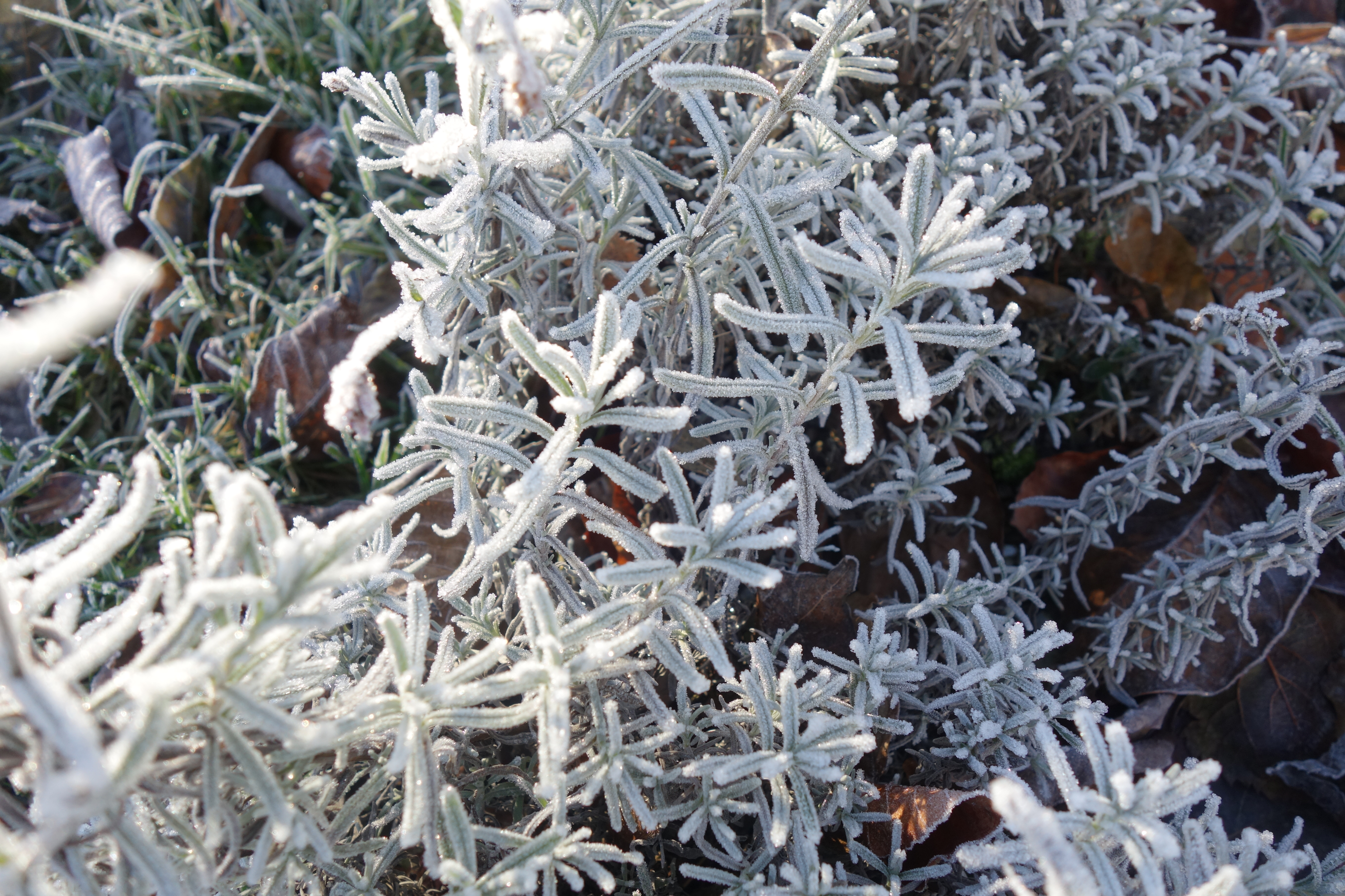 Lavendel im Winter