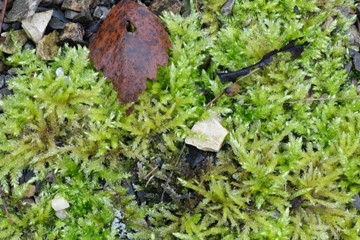 Moosrasen im Garten