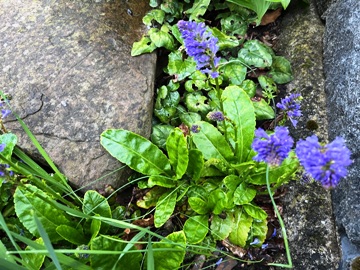 Wulfenia carinthiaca (K&auml;rntner Kuhtritt)