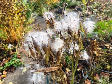 Wie Daunen zum Reinlegen!