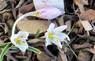 Foto Mitte Januar: Die Blüten sind noch klein; davor eine abgeblühte Blüte mit rosa-lila Farbanflug außen, die viel größer ist. Foto Mitte Januar: Die Blüten sind noch klein; davor eine abgeblühte Blüte mit rosa-lila Farbanflug außen, die viel größer ist.