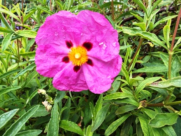 Bl&uuml;te Purpurzistrose (Cistus purpureus)