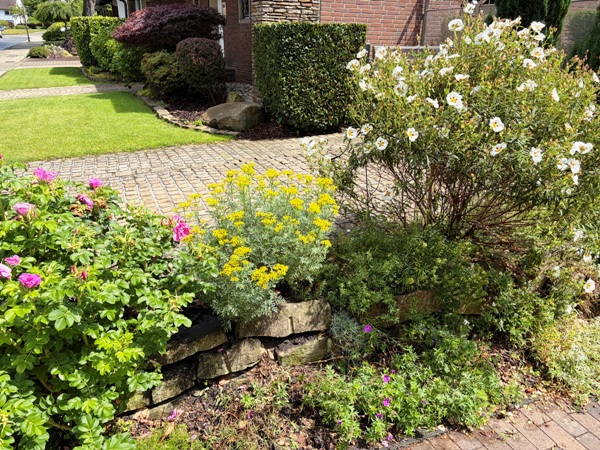 Zistrose Cistus dansereaui 'Jenkyn Place' auf der Oberkante der Trockenmauer mit Weinraute (Ruta graveolens) und "Syltrose" (Rosa rugosa)